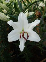 [5285 Santander EVR No01.JPG]